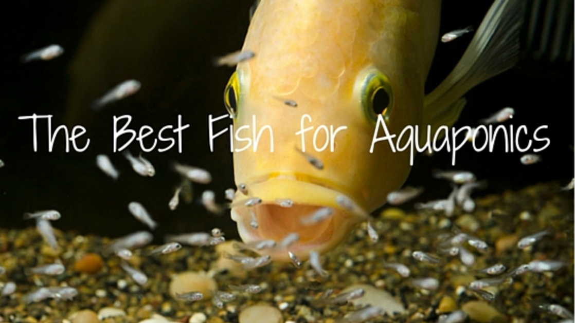 The Top 5 Aquaponics Fish Species for Your System - ECOLIFE Conservation