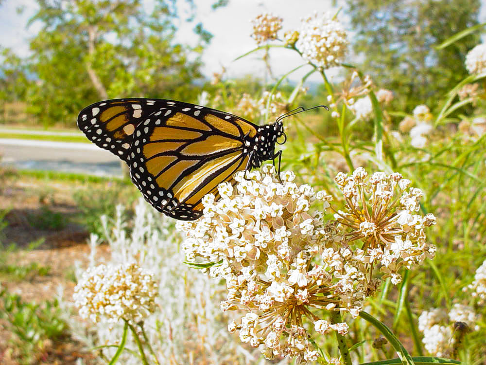 Low Western Monarch Populations And How Milkweed Helps - ECOLIFE ...