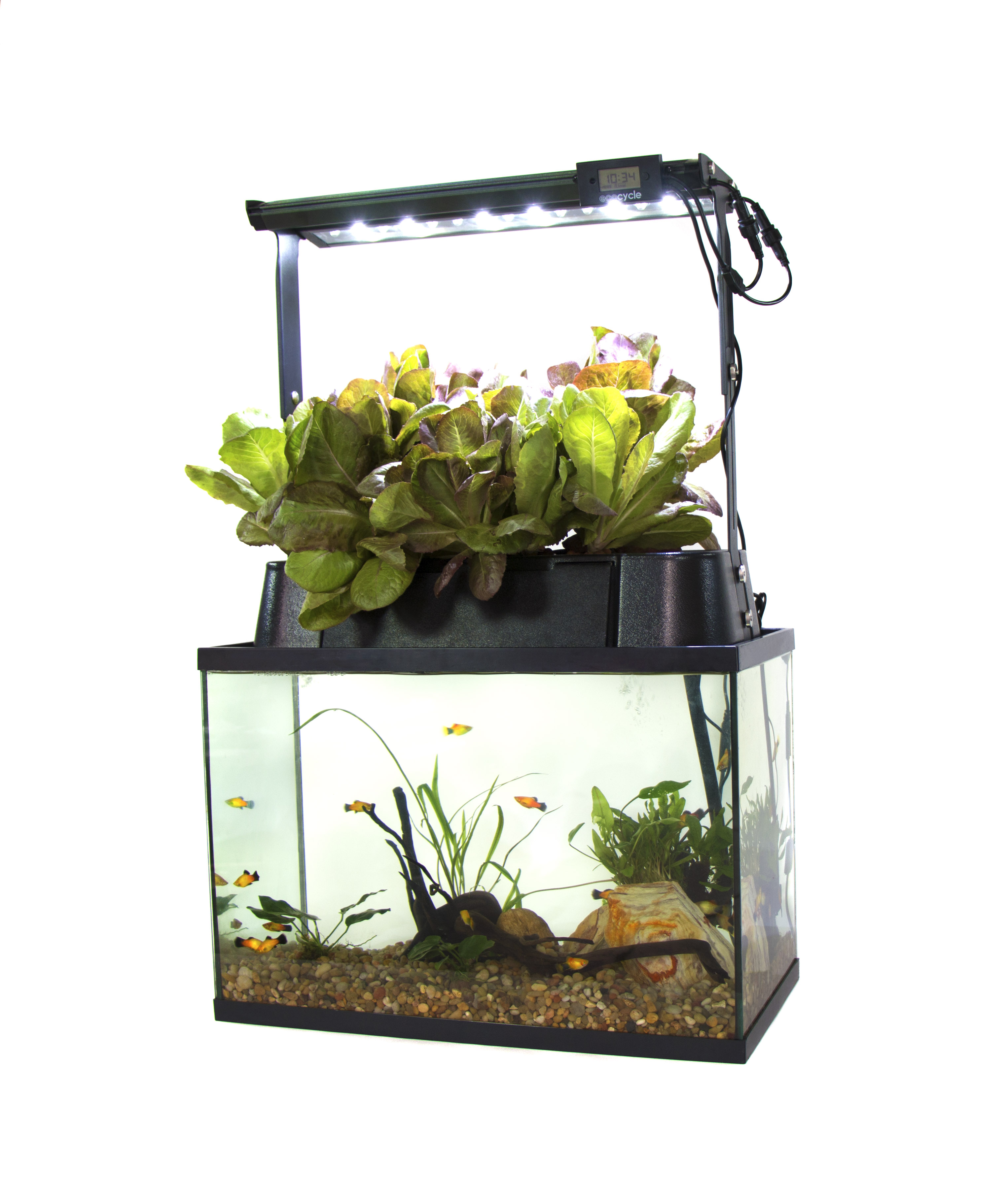 aquaponics alive!: pros and cons of different system types