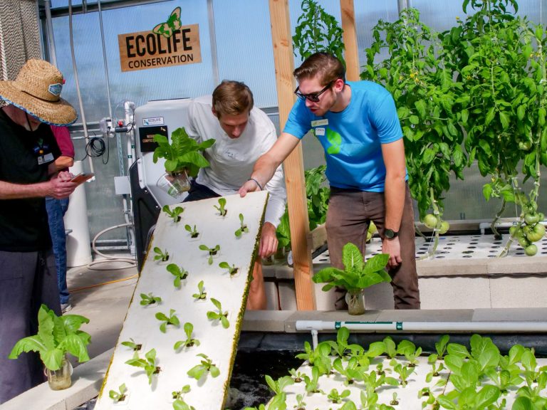 Aquaponics system pros and cons 