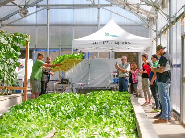 How much food does aquaponics produce Antigua and Barbuda gets hooked on aquaponics