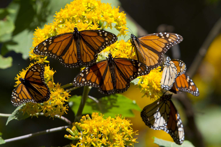 Restoring Monarch Butterfly’s Habitat - ECOLIFE Conservation