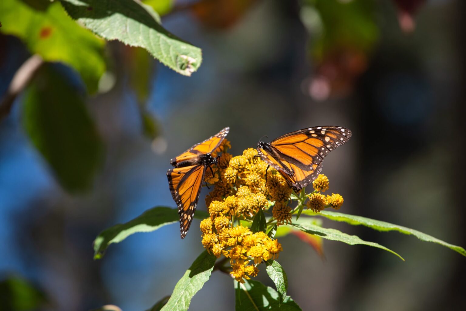 Milkweed For Monarchs How To Get And Care For Native Milkweed ECOLIFE Conservation